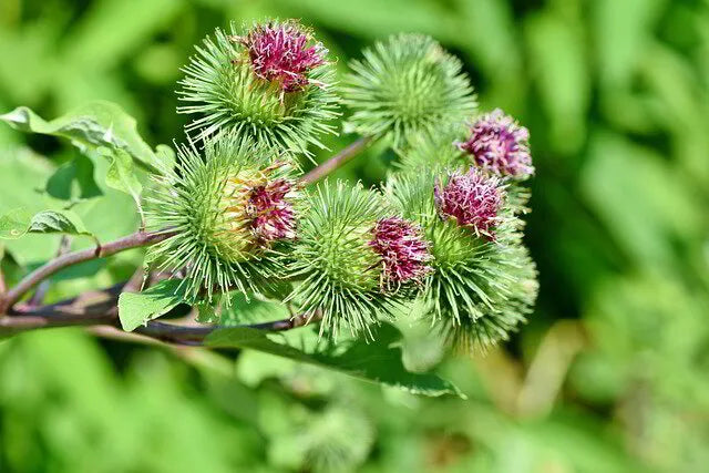 Burdock Root: A Hidden Gem for Skin Health